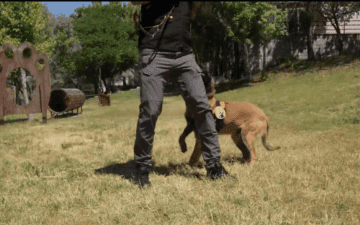 14 K9 Köpeği