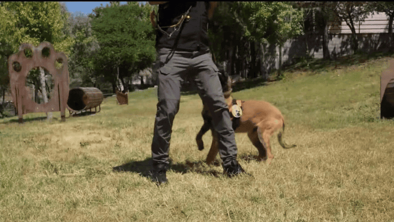 14 K9 Köpeği